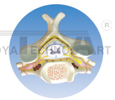 The model of spinal cord transection